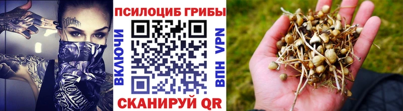 цены наркотик  Алексеевка  Галлюциногенные грибы Psilocybine cubensis 